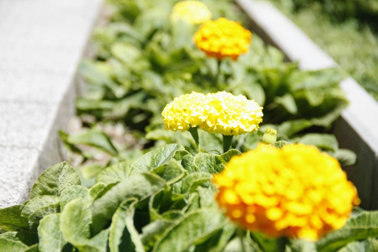 Garden Guesthouse Gjakova Dış mekan fotoğraf